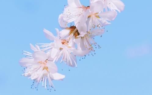 格桑花唯美句子摘抄古风