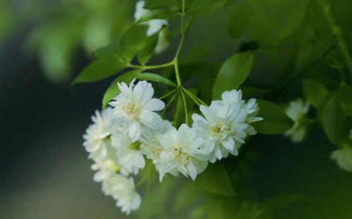 端午节祝福短信老师