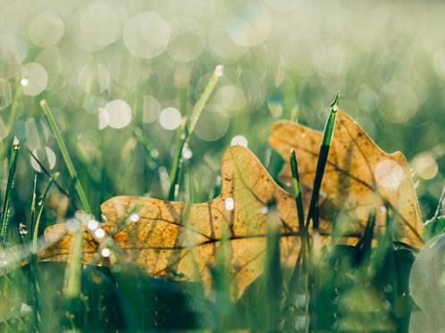 植物写拟人句