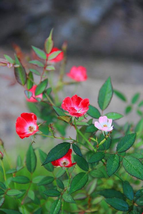 光棍节搞笑短信