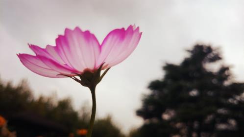 形容雨后的阳光的唯美句子