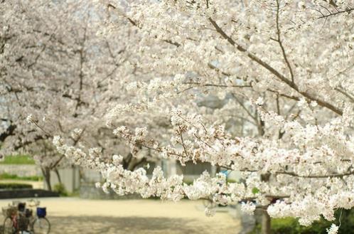 2024春节祝福短句